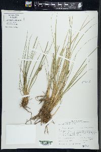 Carex lenticularis image