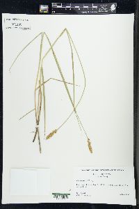 Carex sartwellii image