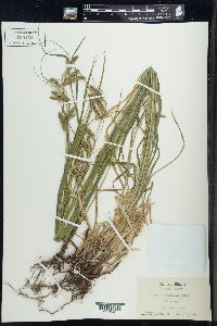 Carex sprengelii image