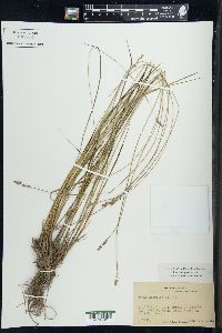 Carex sterilis image