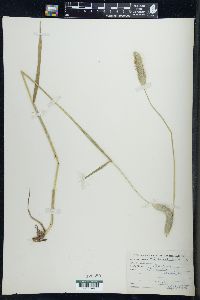 Alopecurus pratensis image