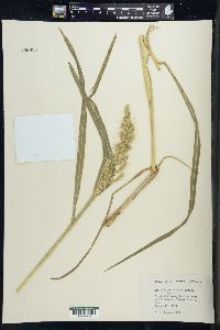 Echinochloa muricata var. muricata image