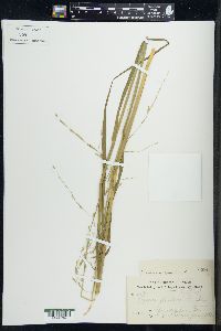 Glyceria septentrionalis image