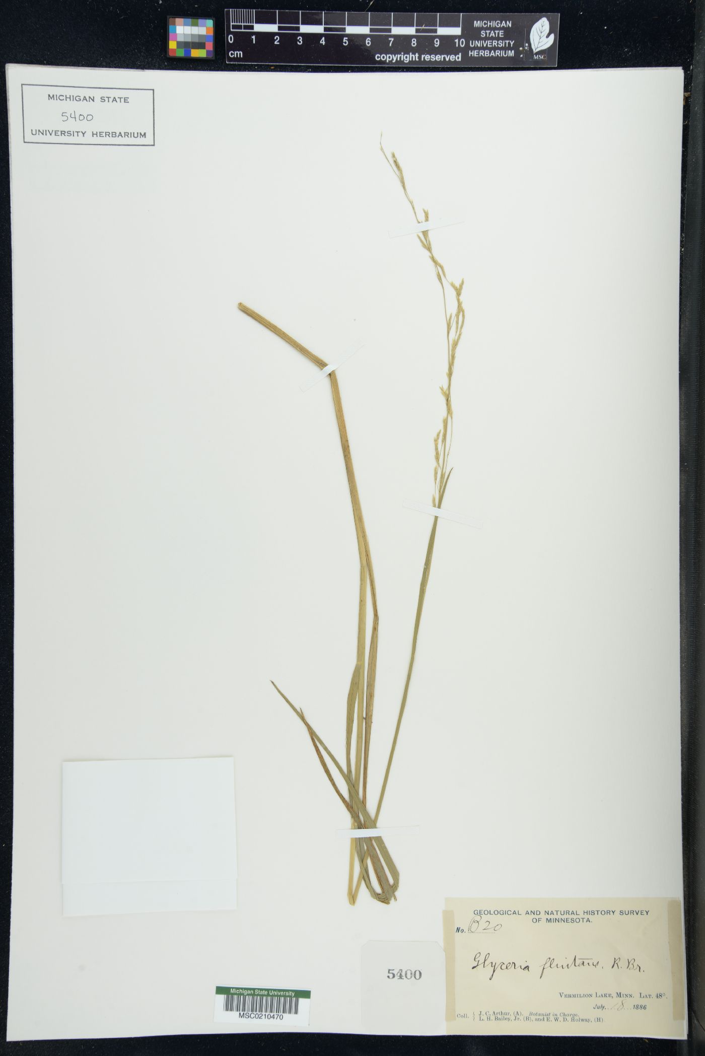 Glyceria fluitans image