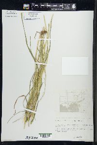 Glyceria melicaria image