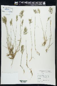 Poa bulbosa image