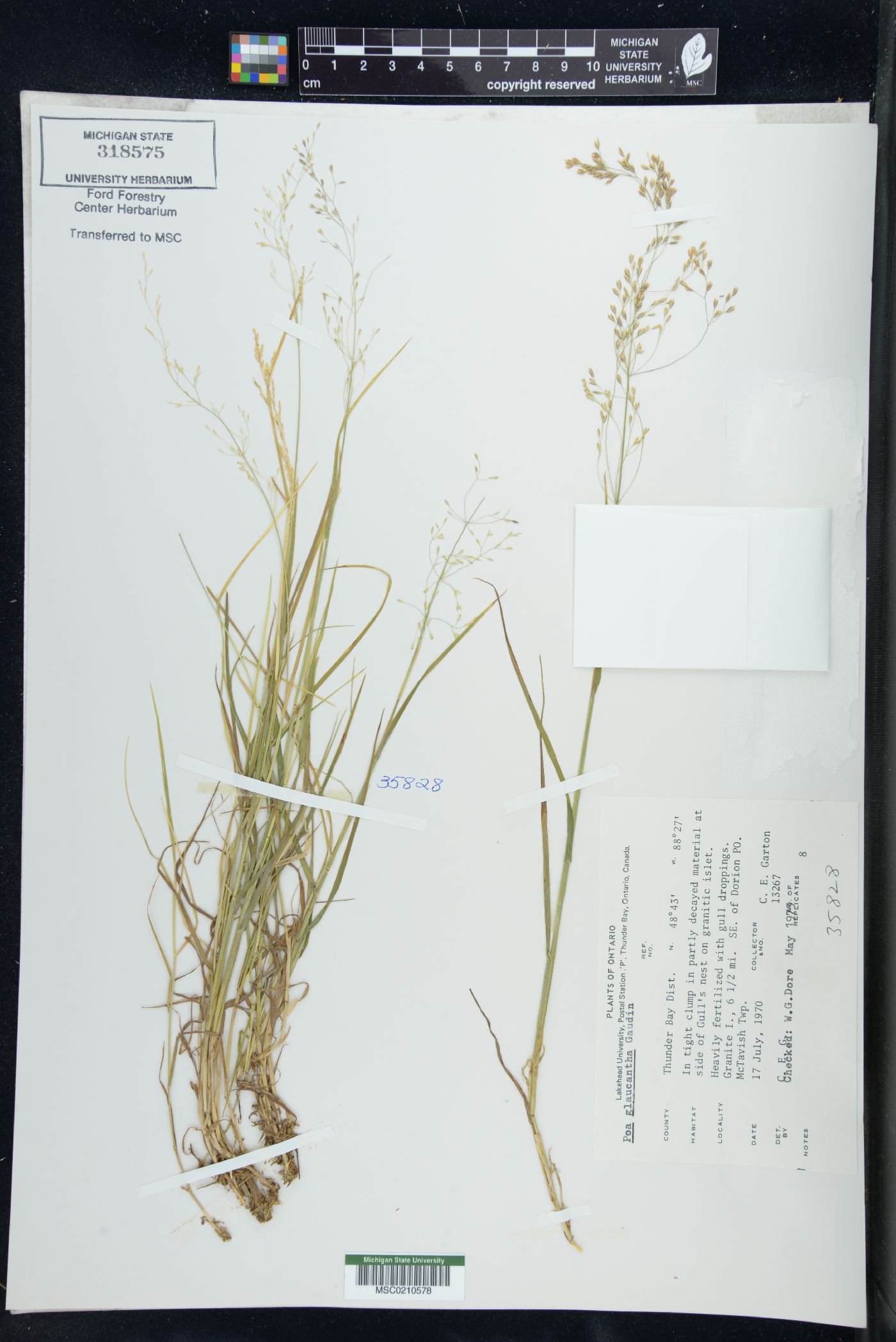 Poa glaucantha image