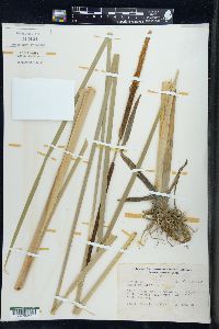 Typha angustifolia image