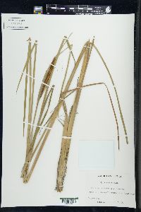 Typha angustifolia image