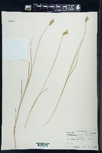 Carex straminea image