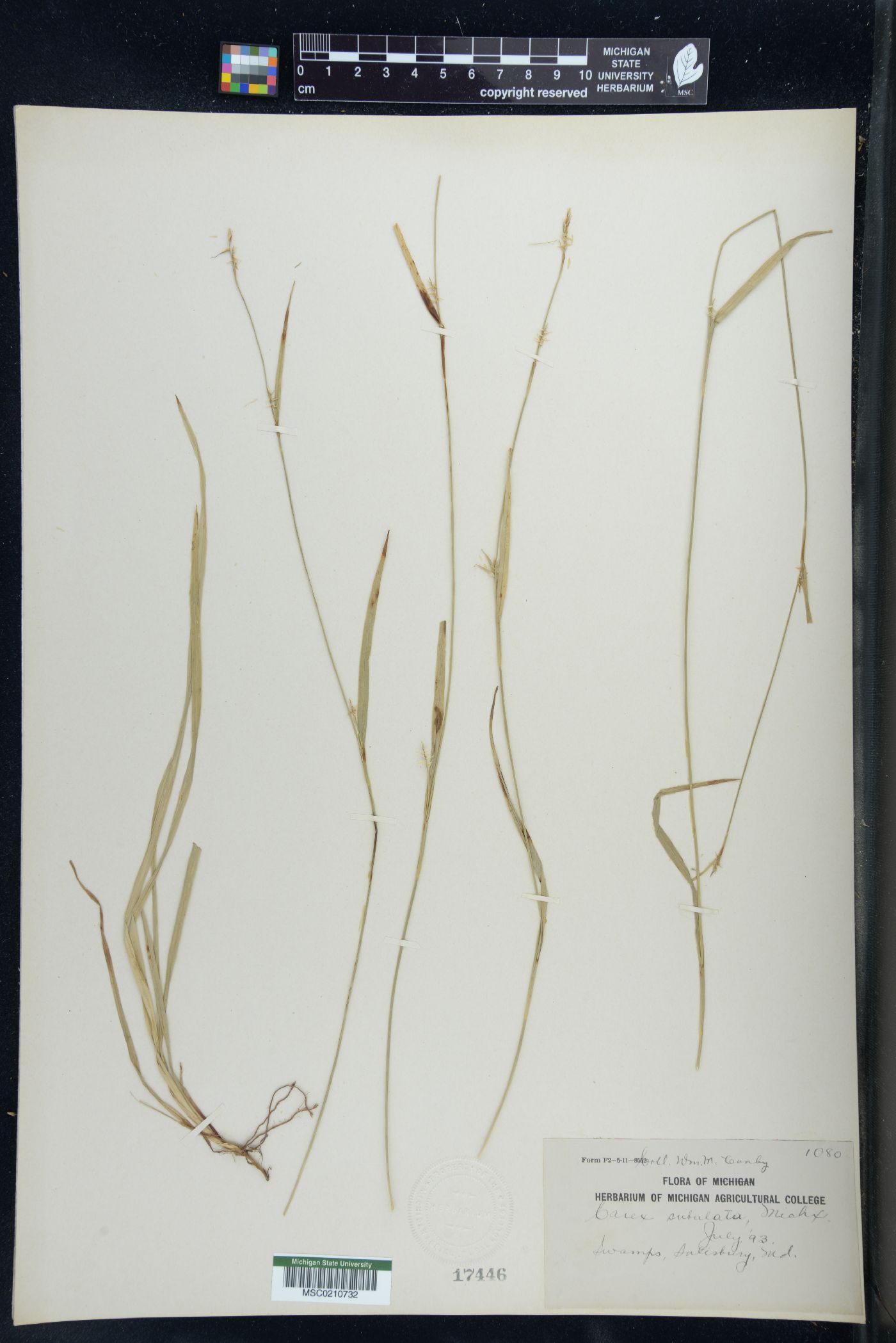 Carex subulata image