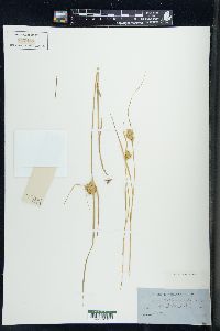 Carex sychnocephala image