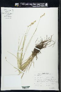 Carex tenera image