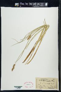 Carex teretiuscula image