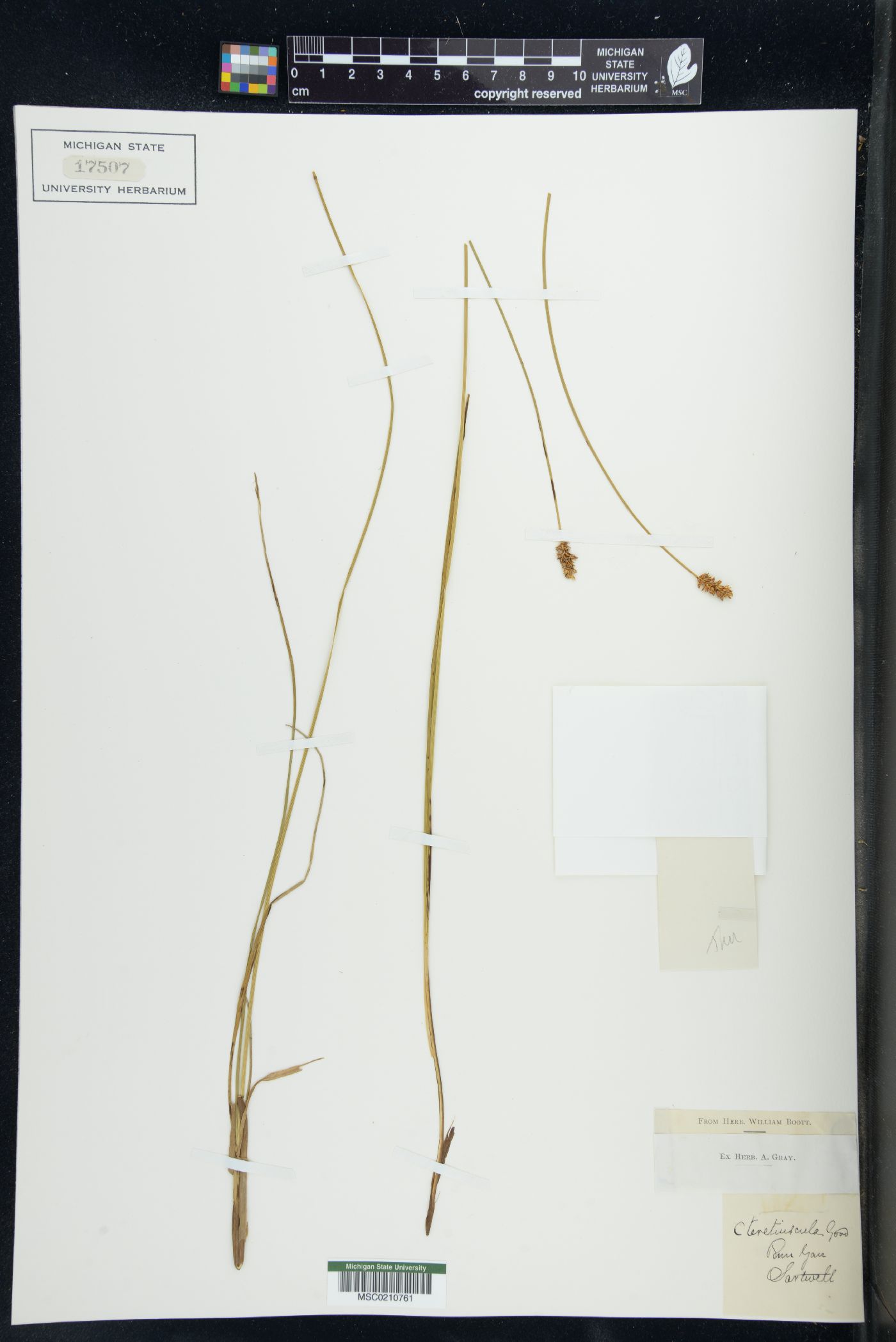 Carex teretiuscula image