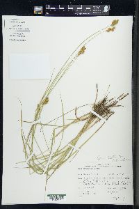 Carex tincta image