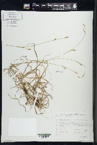 Carex vaginata image