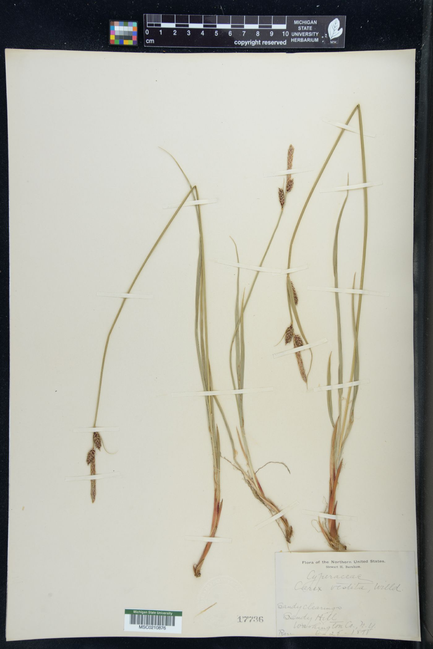 Carex vestita image