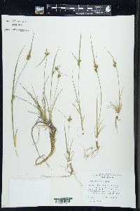 Carex viridula image