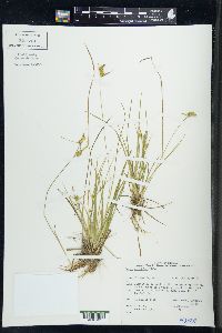 Carex viridula image