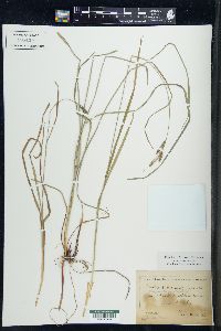 Carex virescens var. costata image