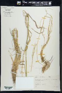 Calamagrostis stricta image