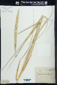 Ammophila breviligulata image