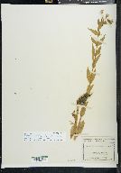 Epilobium ciliatum subsp. glandulosum image