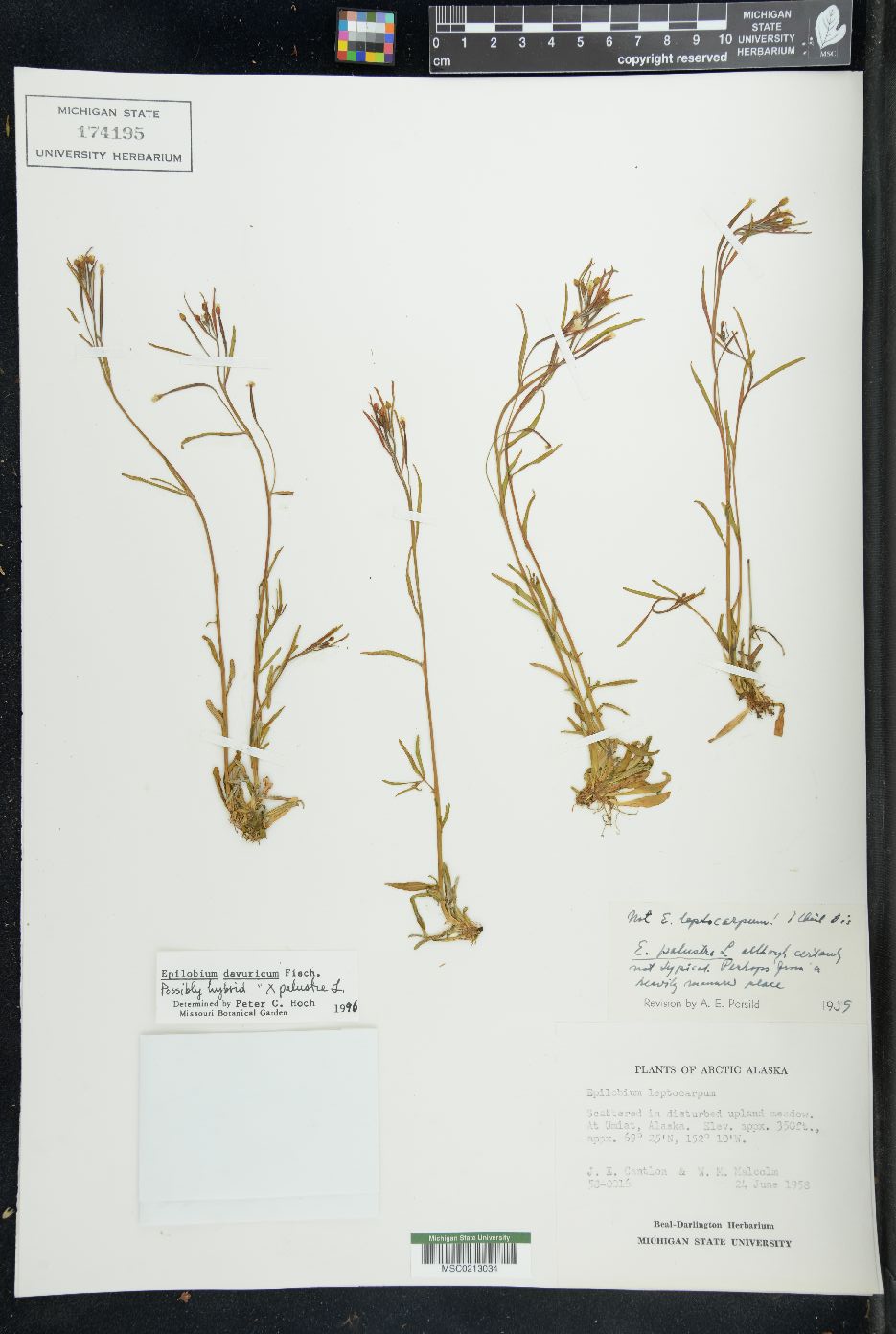 Epilobium davuricum image