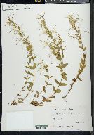 Epilobium glaberrimum image