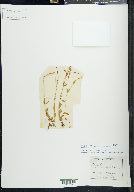 Epilobium halleanum image