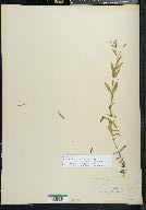 Epilobium glaberrimum image