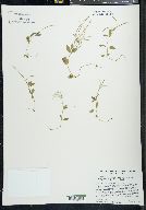 Epilobium glaberrimum image