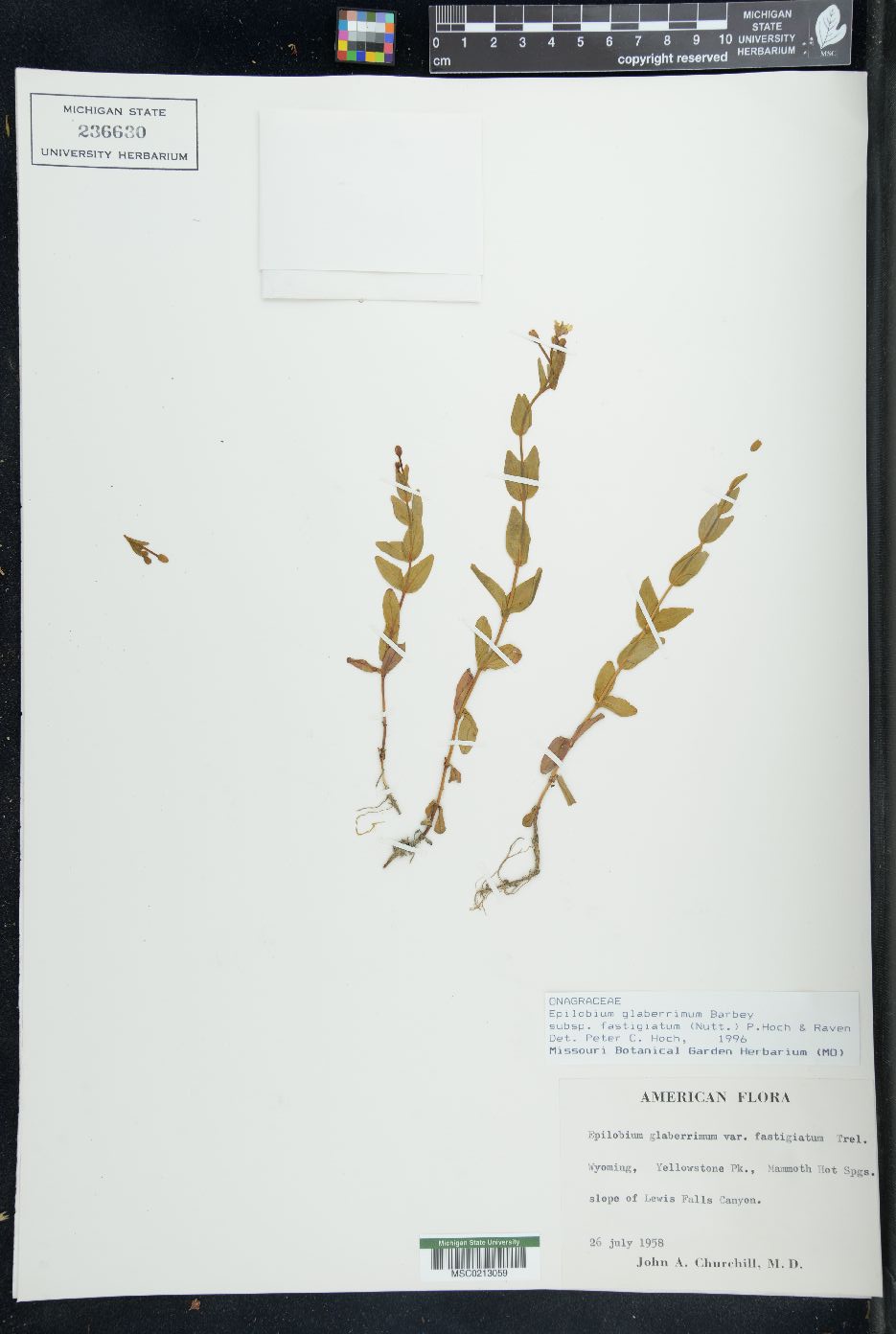 Epilobium glaberrimum subsp. fastigiatum image