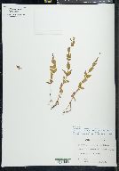 Epilobium glaberrimum image