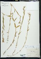 Epilobium halleanum image