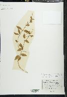 Epilobium hornemannii image