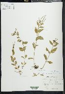 Epilobium hornemannii image