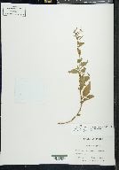 Epilobium hornemannii image