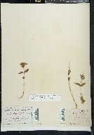 Epilobium hornemannii image