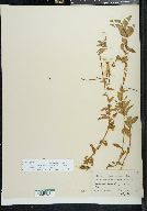 Epilobium hornemannii subsp. behringianum image