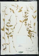 Epilobium lactiflorum image