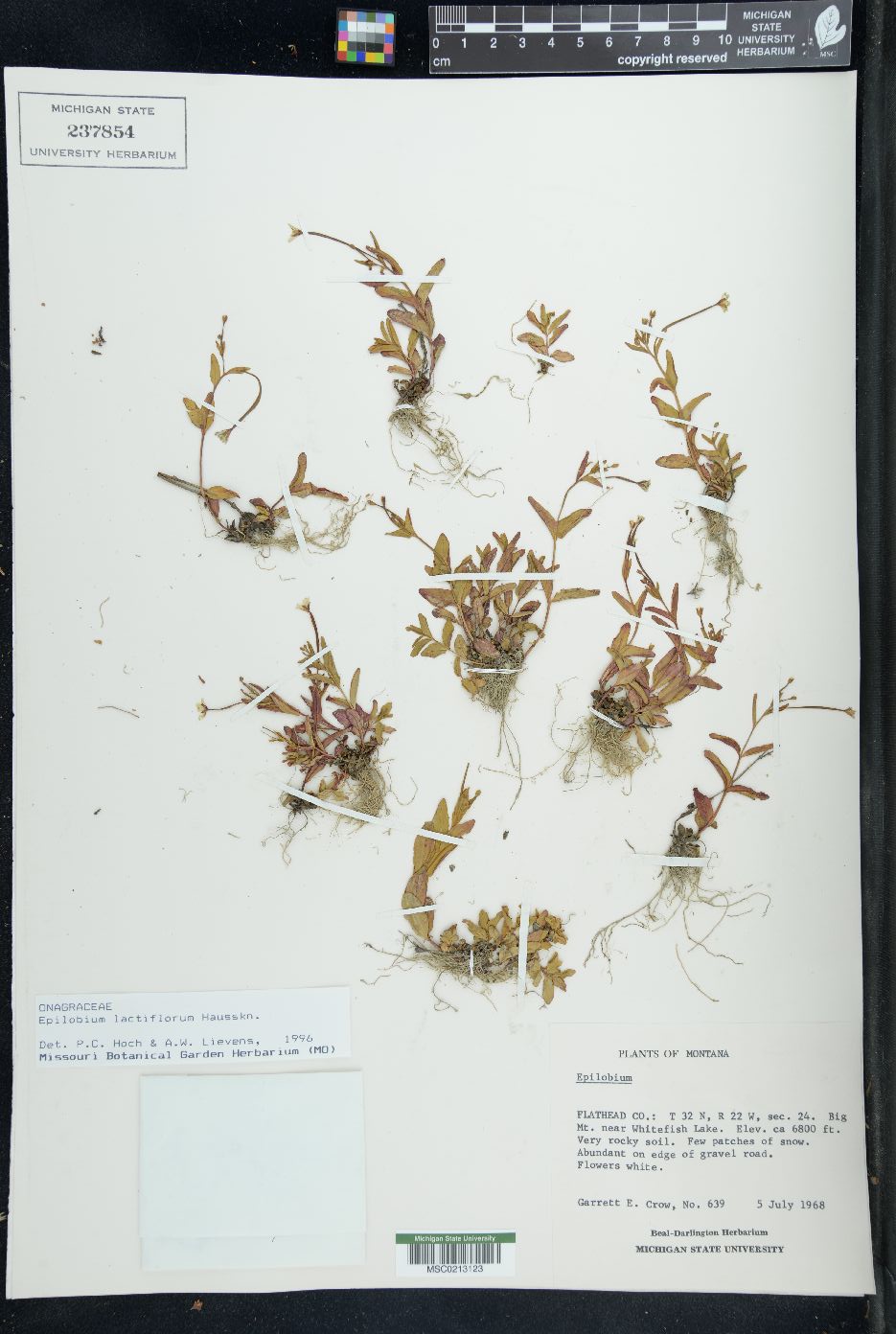 Epilobium lactiflorum image