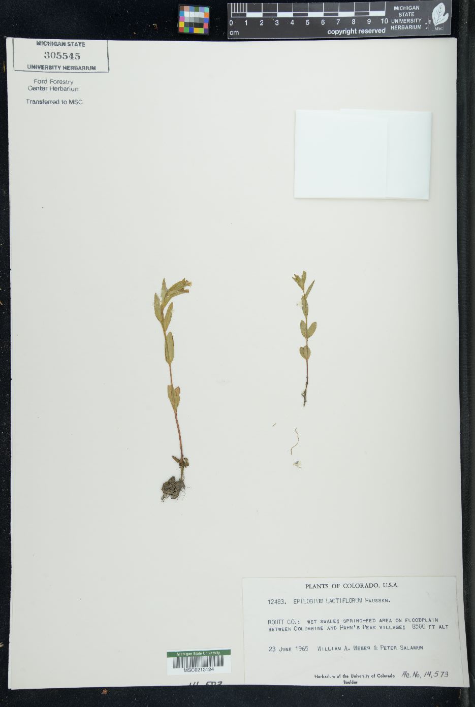 Epilobium lactiflorum image