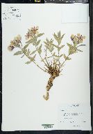 Chamerion latifolium image