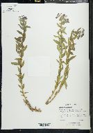 Chamerion latifolium image