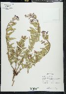 Chamerion latifolium image