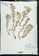 Chamerion latifolium image
