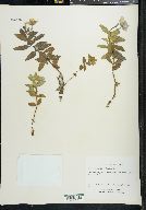 Chamerion latifolium image