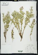 Chamerion latifolium image